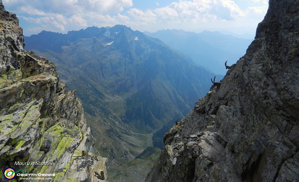 33 Stambecchi di Val Seriana..JPG